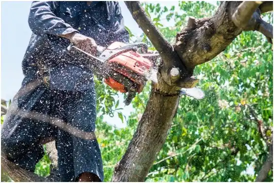 tree services Santee